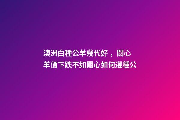 澳洲白種公羊幾代好，關心羊價下跌不如關心如何選種公-第1張-觀點-玄機派
